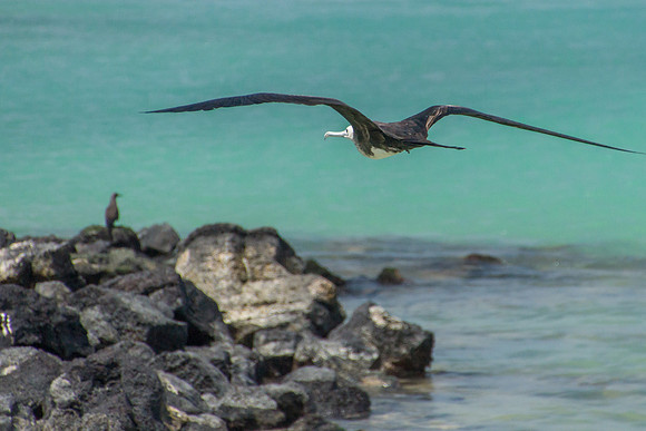 Frigatebird