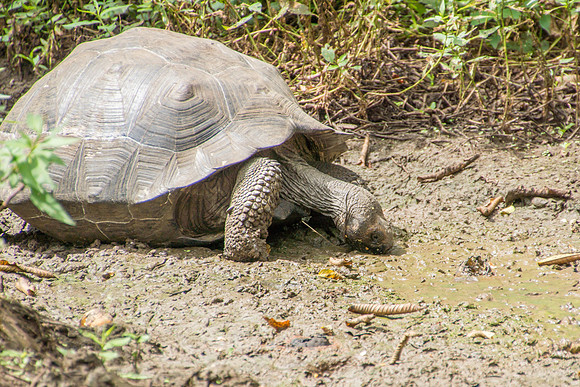 Wild Galapagos Tortoise