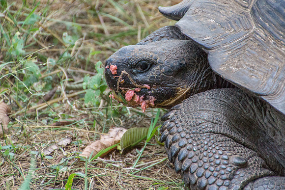 Wild Galapagos Tortoise
