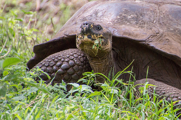 Wild Galapagos Tortoise