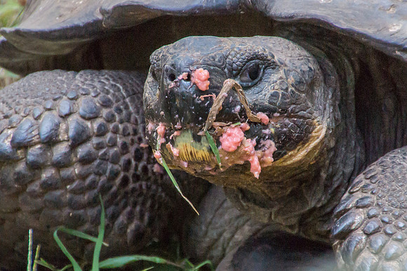 Wild Galapagos Tortoise