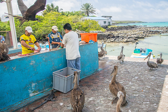 Puerto Ayora Fish Market