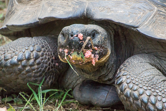Wild Galapagos Tortoise