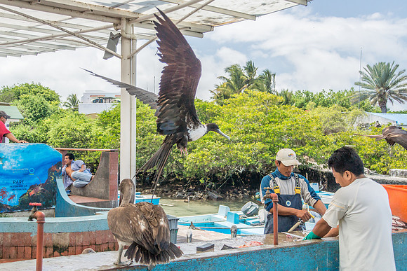 Puerto Ayora Fish Market