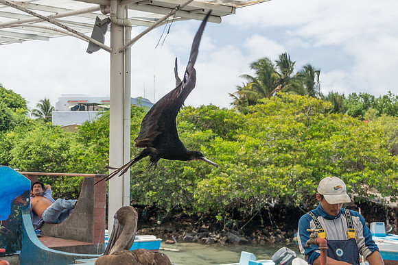 Puerto Ayora Fish Market