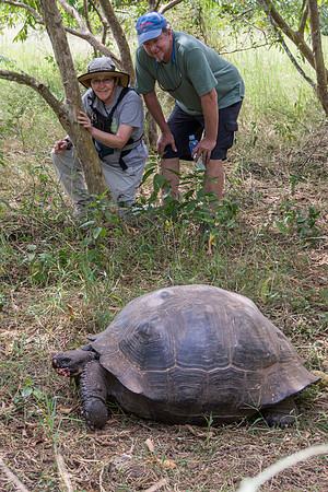 Wild Galapagos Tortoise