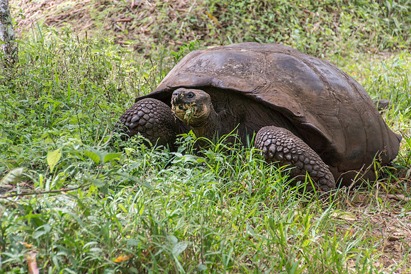 Wild Galapagos Tortoise