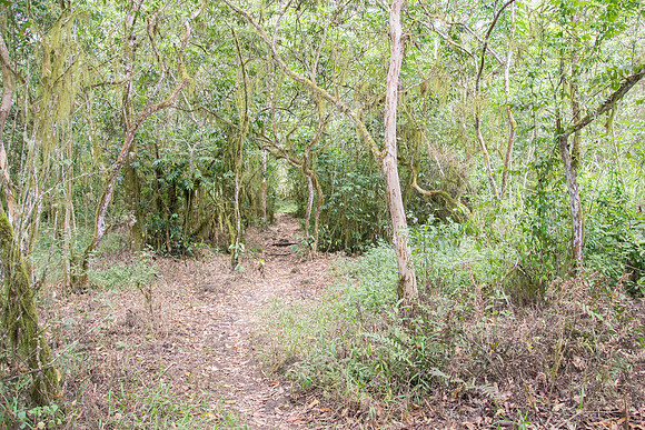 Tortoise habitat