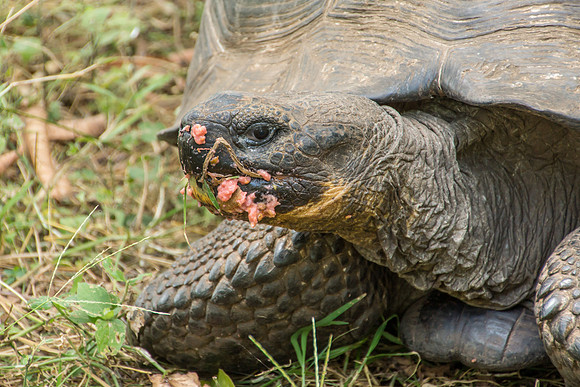 Wild Galapagos Tortoise
