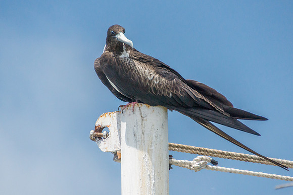Frigatebird