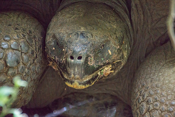 Wild Galapagos Tortoise