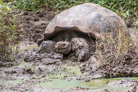 Wild Galapagos Tortoise