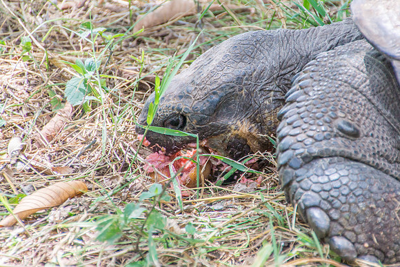 Wild Galapagos Tortoise