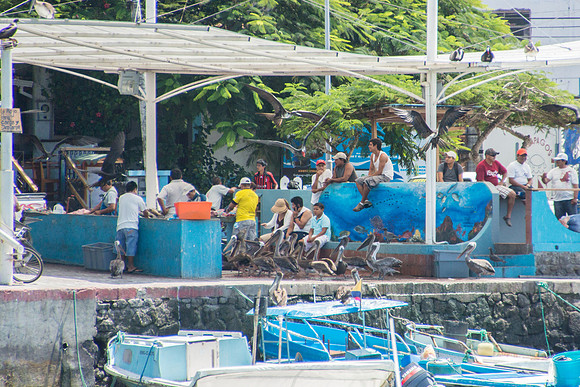 Puerto Ayora Fish Market