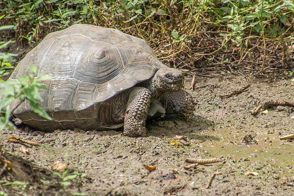 Wild Galapagos Tortoise