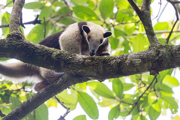 Tamandua