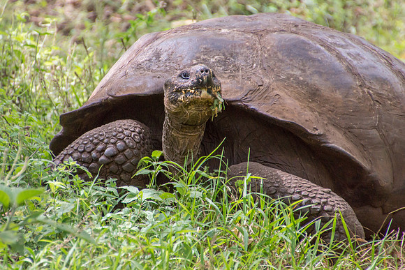 Wild Galapagos Tortoise