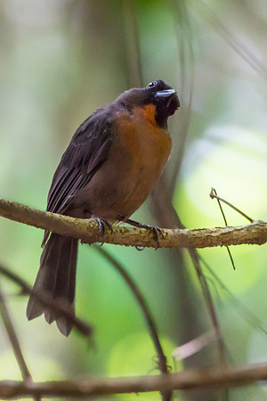 Black-cheeked Ant-Tanager