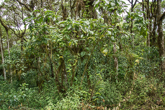 Scalesia forest