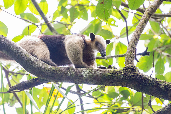 Tamandua