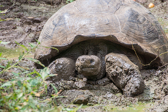 Wild Galapagos Tortoise