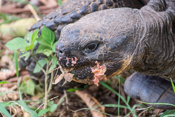 Wild Galapagos Tortoise