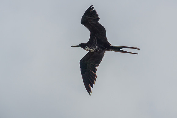 Frigatebird
