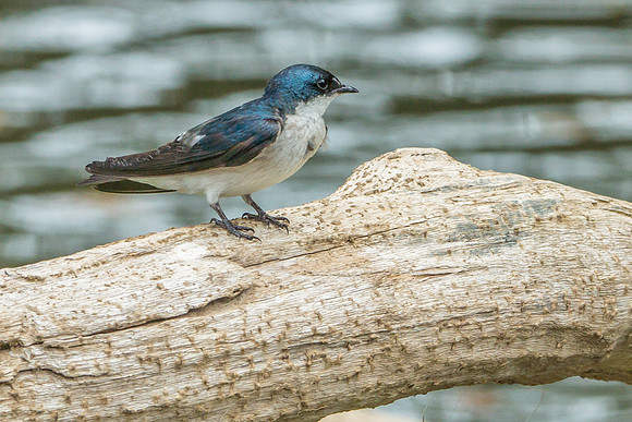 Mangrove Swallow