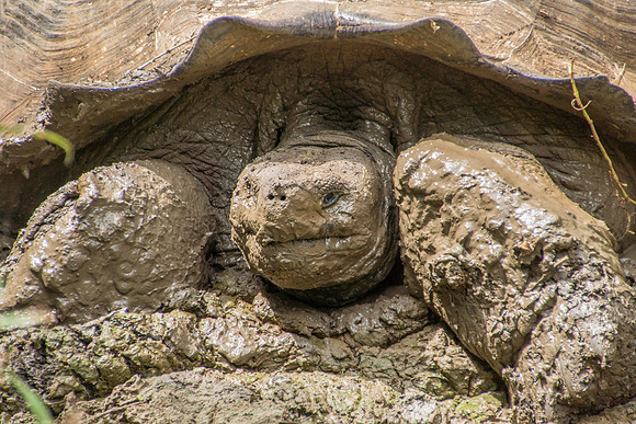 Wild Galapagos Tortoise