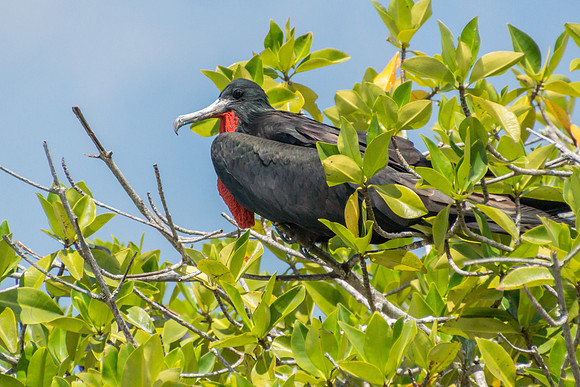 Frigatebird