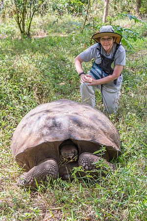 Wild Galapagos Tortoise