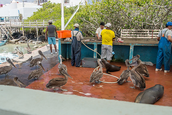 Puerto Ayora Fish Market