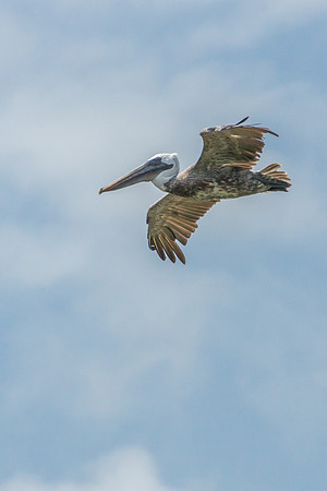 Brown Pelican