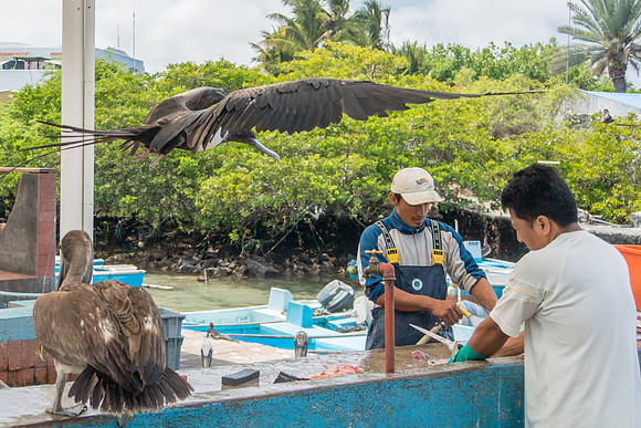 Puerto Ayora Fish Market
