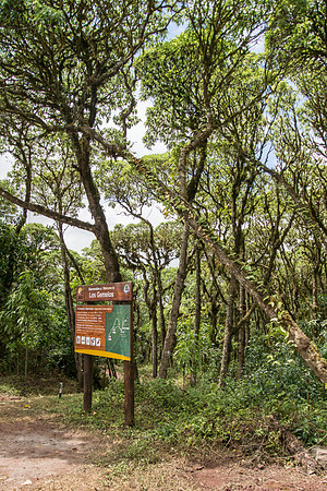 Scalesia Forest