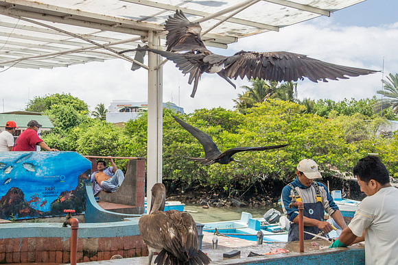 Puerto Ayora Fish Market