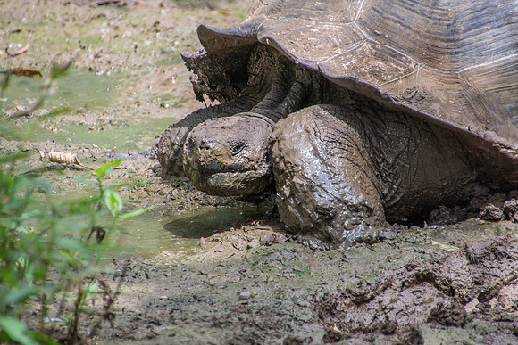 Wild Galapagos Tortoise