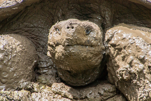 Wild Galapagos Tortoise
