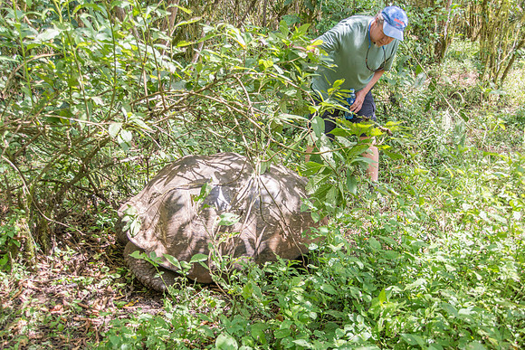 Wild Galapagos Tortoise