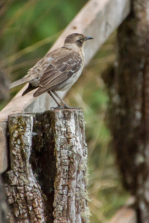 Galapagos Mockingbird