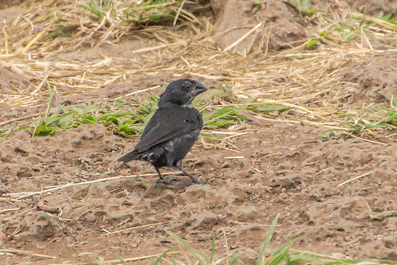 Darwin's Finches