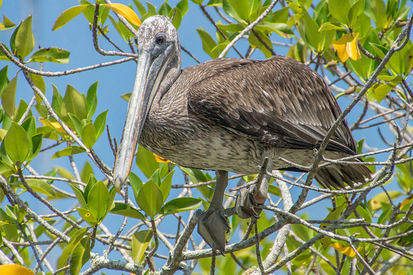 Brown Pelican