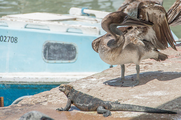 Brown Pelican and Marine Iguana