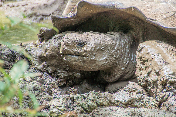 Wild Galapagos Tortoise