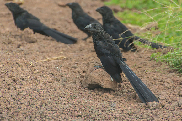 Smooth-billed Ani