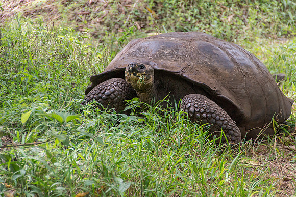 Wild Galapagos Tortoise