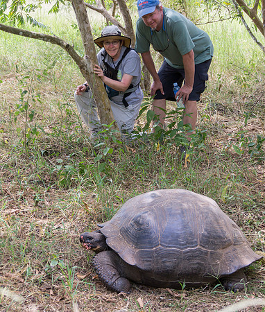 Wild Galapagos Tortoise