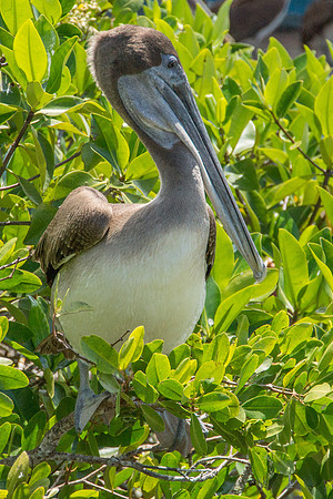 Brown Pelican