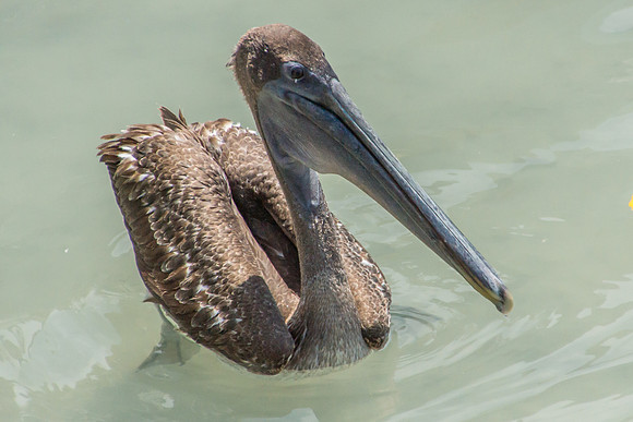 Brown Pelican