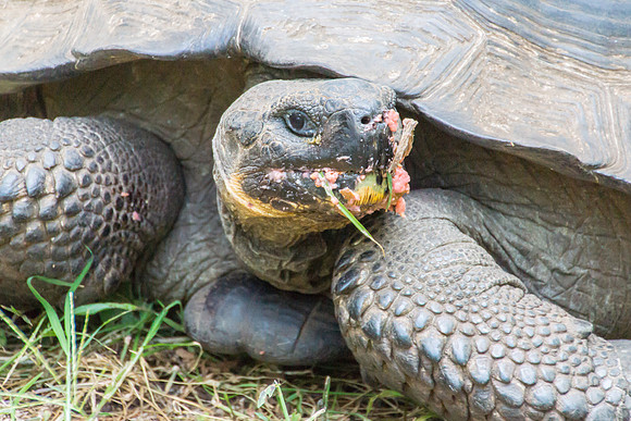Wild Galapagos Tortoise
